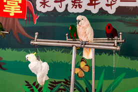鹦鹉