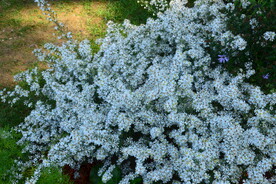 园林花草 