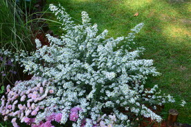 园林花草 