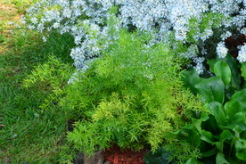 园林花草 