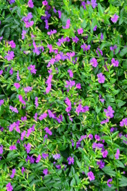 园林花草 