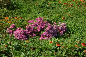 园林花草