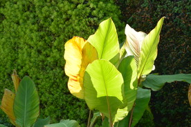 园林花草 