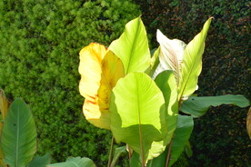 园林花草