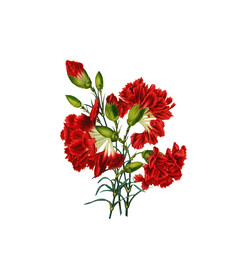 数码印花玫瑰花绣球花抽象花卉