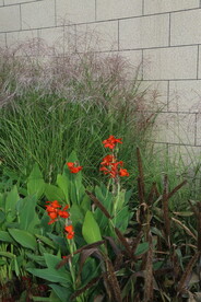 园林花草 