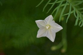 茑萝花