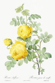 花卉素材