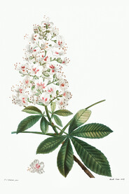 花卉