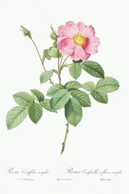 花卉