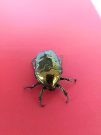 金甲虫