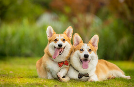 两只可爱萌宠柯基