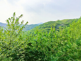道朗栗子山