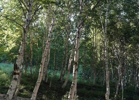 桦树林