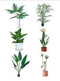 绿植盆栽 矢理