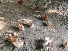 家鸡