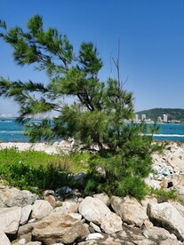 惠州双月湾圆洲岛
