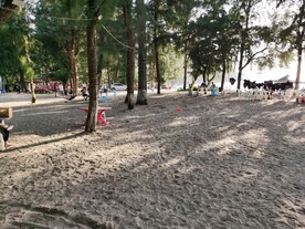 双月湾海边树林
