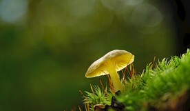 蘑菇