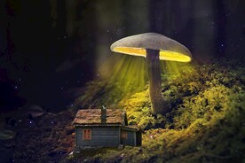 蘑菇
