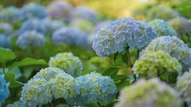 绣球花