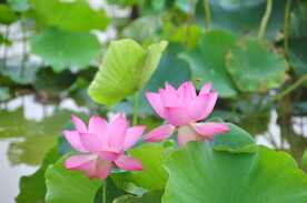 蜂舞荷花