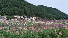 花海