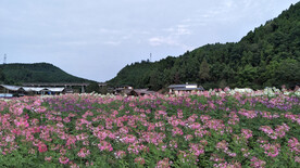 花海