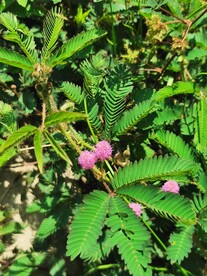 含羞草