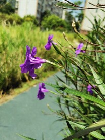 光叶蝴蝶草