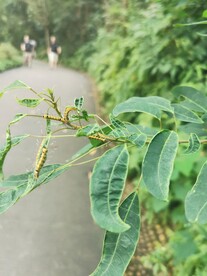 毛毛虫 绿植