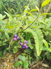 山菅