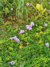 牵牛花 