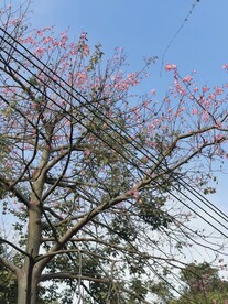 木棉花 