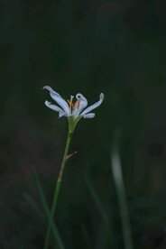 白兰花