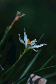 兰白花