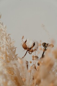 棉花
