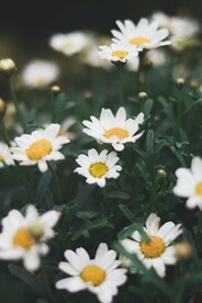 小雏菊