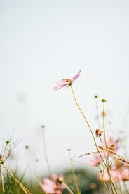 野花 