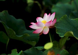 莲花