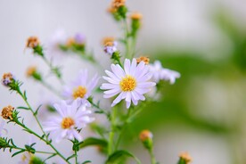 小雏菊