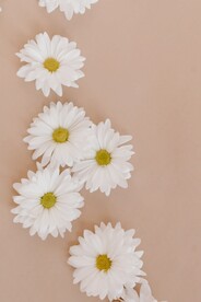 花卉花朵