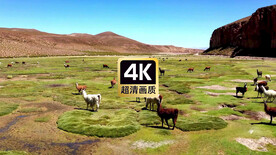 航拍山间觅食的羊驼群