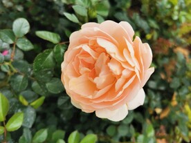 月季花 