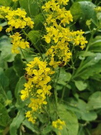 油菜花 