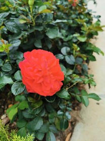  鲜花 月季花