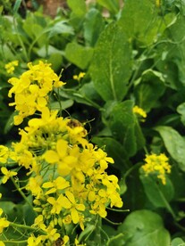 油菜花