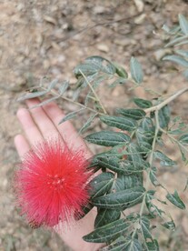 朱缨花 