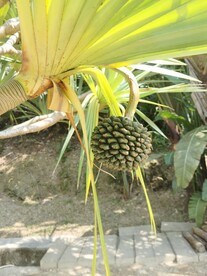 露兜树