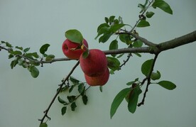 葡萄